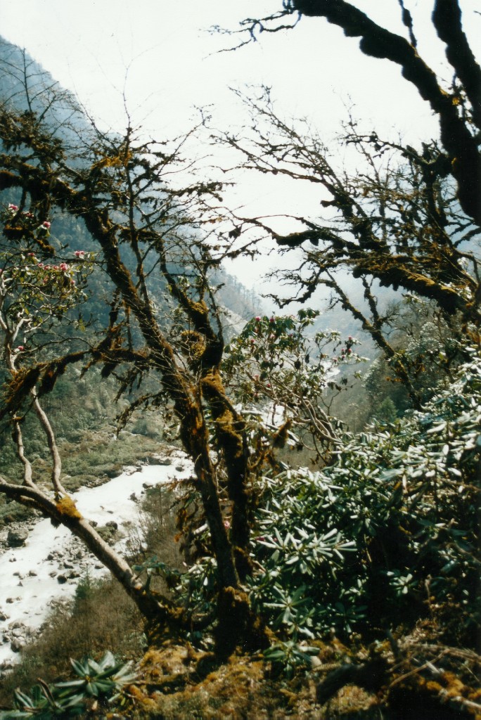 Ghandruk Trek trekking hike hiking nepal Rhododendron trees