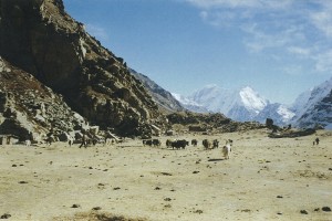 Yaks Kambachen Kanchenjunga Base Camp Trek Nepal Trekking Hike Hiking Himalayas