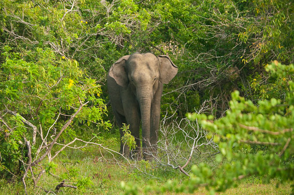 Asian Elephant Bardiya Bardia National Park Nepal Safari Ghodaghodi Tal Jungle Forest Fauna