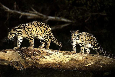 Clouded Leopard Nepal Safari Jungle Fauna