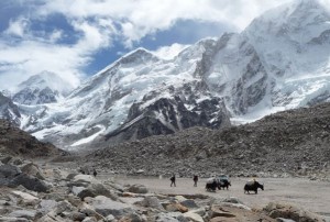 Yaks Gorak Shep 3 Three Passes Trek Everest Base Camp EBC Trek Nepal Trekking Hike Hiking Himalayas