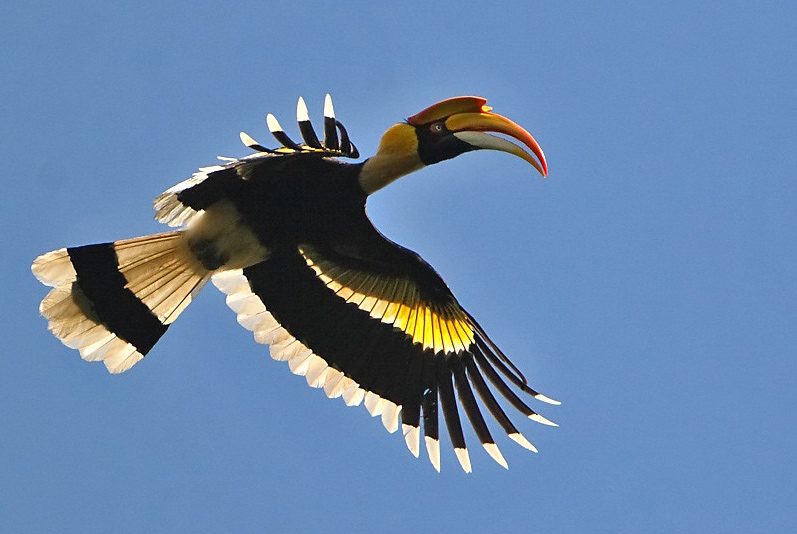 Bardiya Bardia National Park Nepal Safari Jungle Forest Fauna Birds