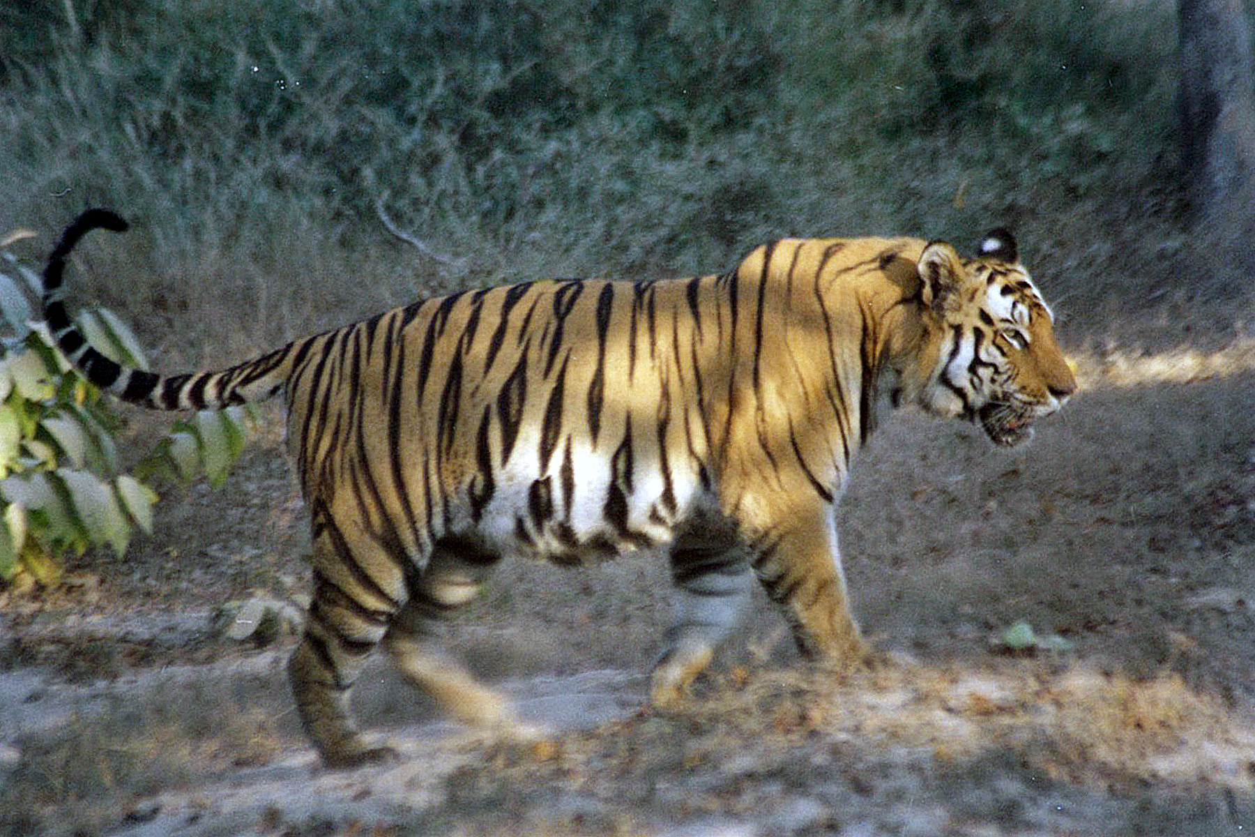 Tiger Chitwan Park Nepal Safari Jungle Forest Fauna