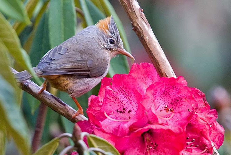 Rufous-vented Yuhina Rhododendrons Rhododendron Nepal Flora Fauna Birds National Flower