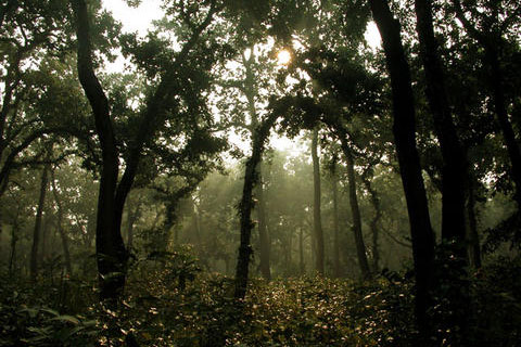 Sal Forest Nepal Chitwan Park Jungle Flora