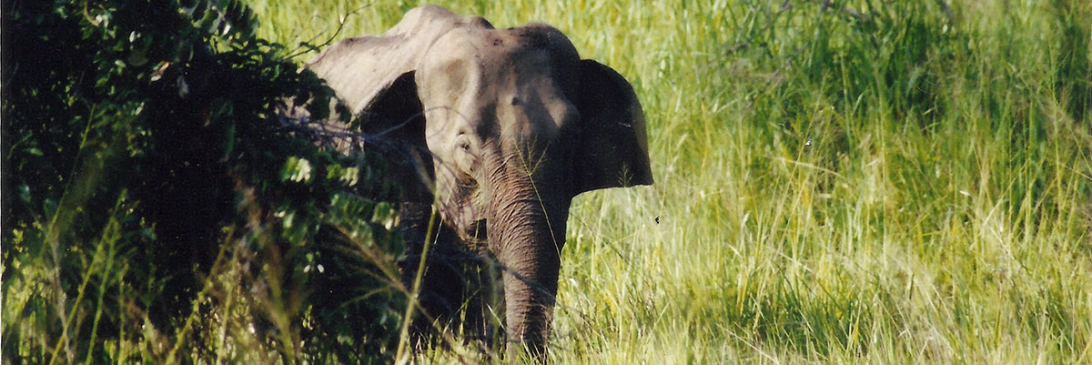 Elephant Nepal safari jungle Chitwan Park