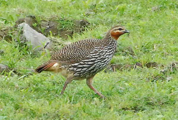 Swamp Francolin Koshi Tappu Wildlife Reserve Nepal National Park Safari Jungle Forest Fauna Lakes Birds