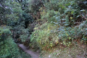 Forest Ghorepani Poon Hill Trek trekking hike hiking nepal