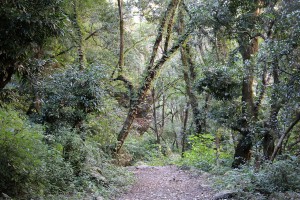 Forest Tsum Valley Trek Trekking Hike Hiking Nepal