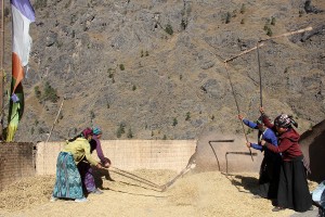 Threshing Corn Lokpa Tsum Valley Trek Trekking Hike Hiking Nepal