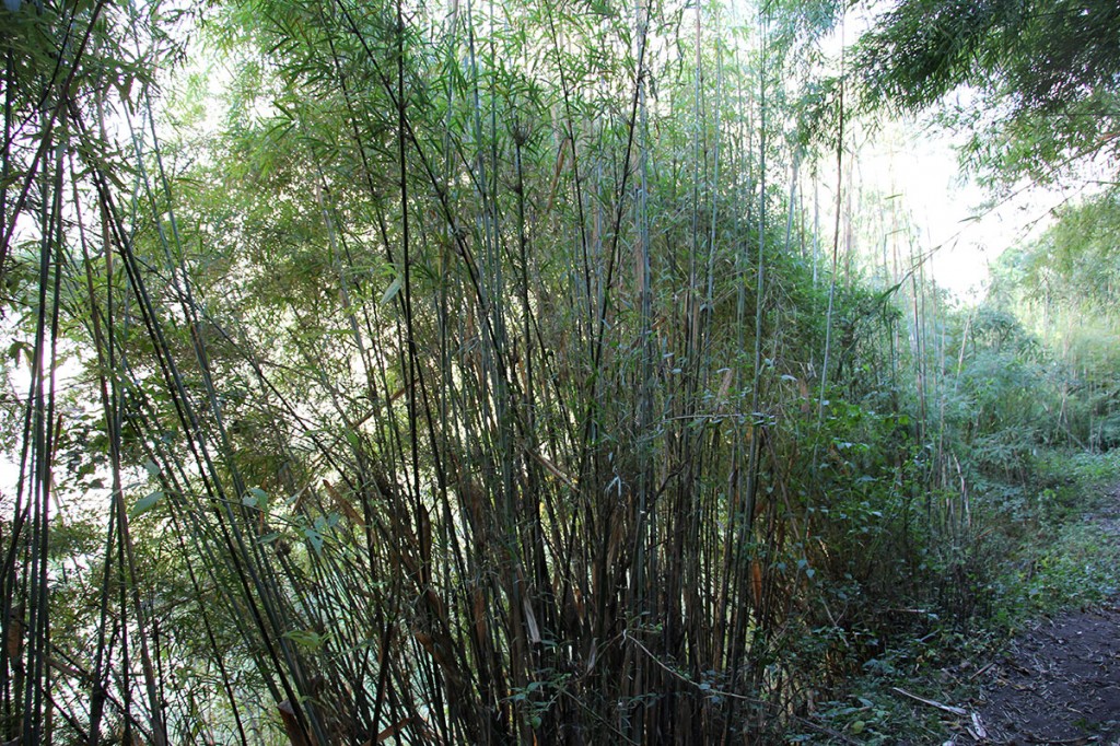 Bamboo Langtang Valley Trek Trekking Hike Hiking Nepal