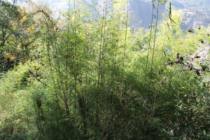 Bamboo Tamang Heritage Trail Trek trekking hike hiking nepal