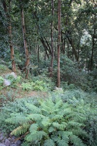 Ghalegaun Trek Forest Nepal