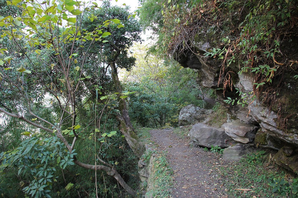 Forest Helambu Gosaikunda Langtang Valley Trek Trekking Hike Hiking Nepal