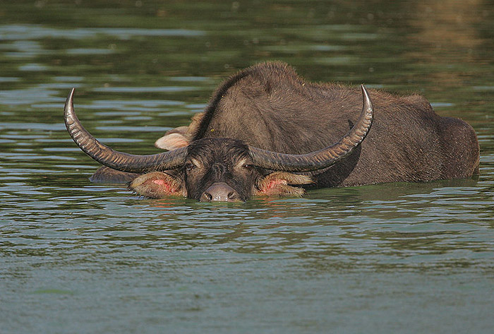 Wild Water Buffalo Koshi Tappu Wildlife Reserve Nepal National Park Safari Jungle Forest Swamp Fauna Lakes