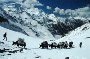 Yak Caravan Baga La Lower Dolpo Trek Nepal Trekking Hike Hiking Himalayas