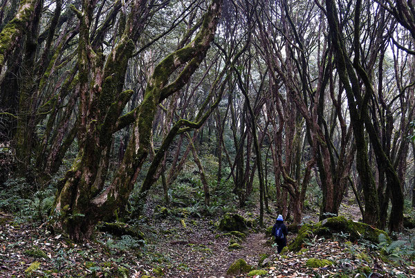 Trekker Forest Langtang Valley Trek Trekking Hike Hiking Nepal