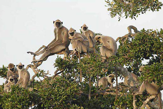 Gray Hanuman Grey Langur Monkey Nepal Safari Jungle Fauna