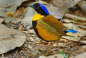 Gurney's Pitta Bardiya Bardia National Park Nepal Safari Ghodaghodi Tal Jungle Forest Fauna Birds
