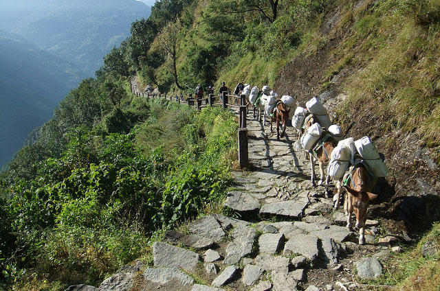 Mule Train Helambu Gosaikunda Langtang Valley Trek Trekking Hike Hiking Nepal