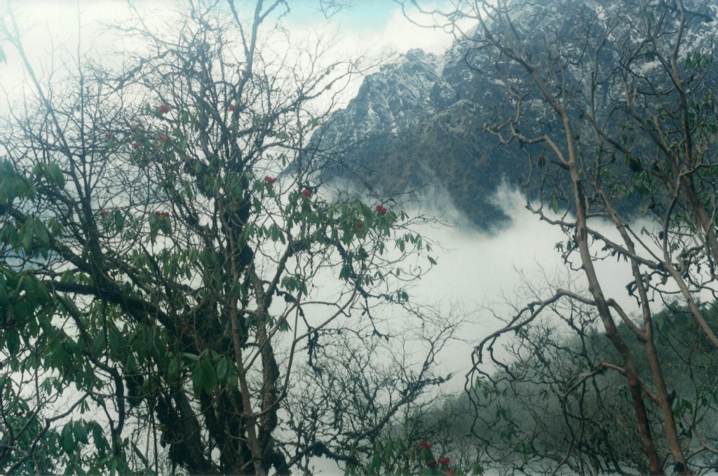 Rhododendron Helambu Gosaikunda Langtang Valley Trek Trekking Hike Hiking Nepal