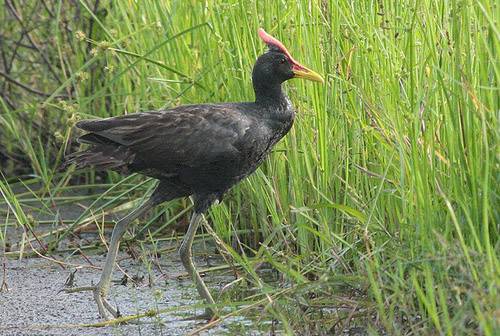 Watercock Koshi Tappu Wildlife Reserve Nepal National Park Safari Jungle Forest Swamp Fauna Lakes Birds